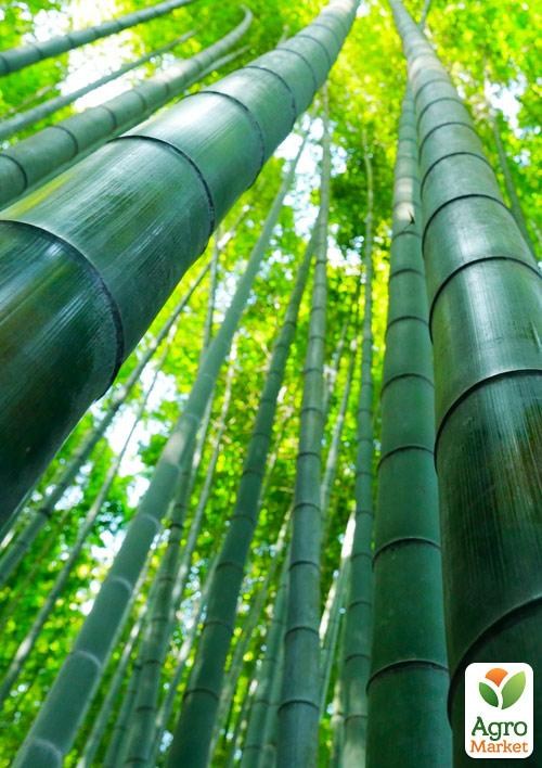 Бамбук гигантский "Phyllostachys pubescens "