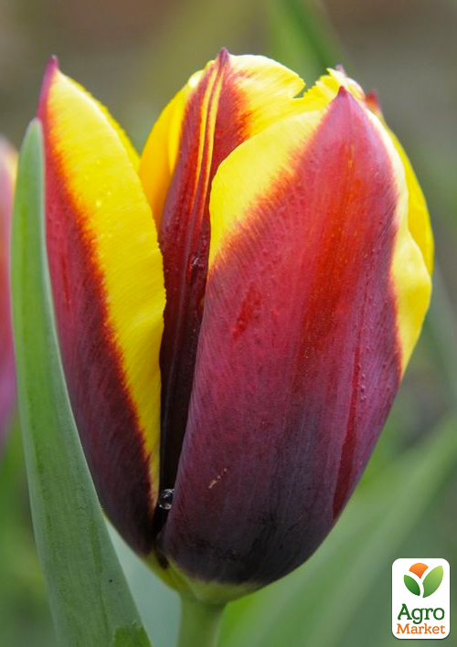 Тюльпан "Gavota"