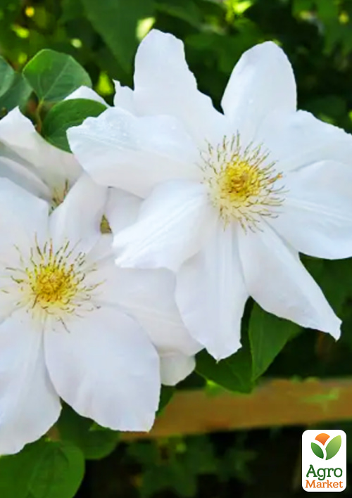 Клематис "Mevrouw Le Coultre" - фото 5