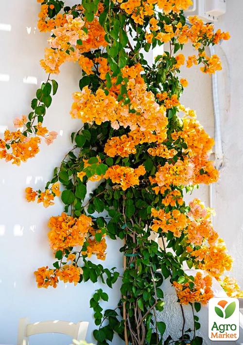 Бугенвіллія кімнатна квітуча "Orange Ice" - фото 6