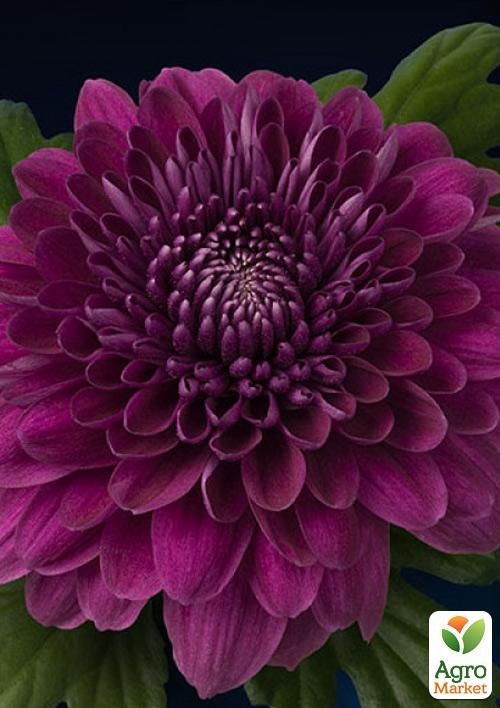 Хризантема зрізочна "Люба"