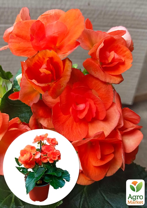 Бегония цветущая "Orange"