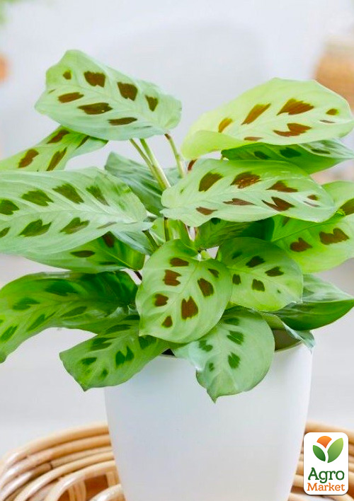 Маранта "Kerchoveana" - фото 7