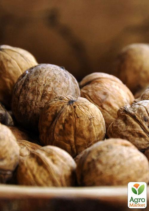 Эксклюзив! Грецкий орех "Джекпот" (Jackpot) (премиальный высокоурожайный сорт) - фото 5