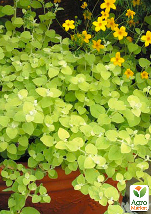 Геліхрізум ампельний "Gold Leaf"