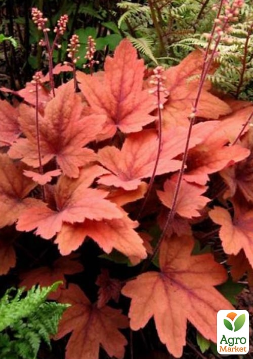 Гейхерелла (Heucherella) "Sweet Tea" С1 (высота 15-30см) - фото 6