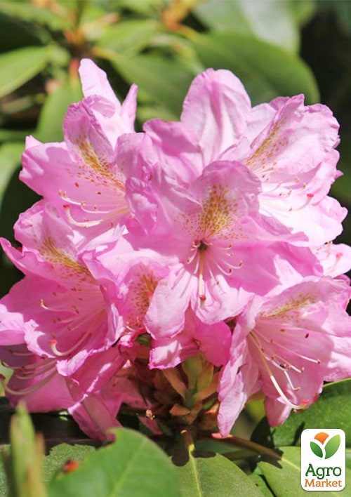 Рододендрон гибридный "Scintillation" (Сцинтиллейшн)