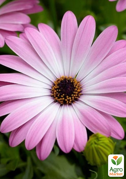 Остеоспермум Flower Power "Pink with Eye"