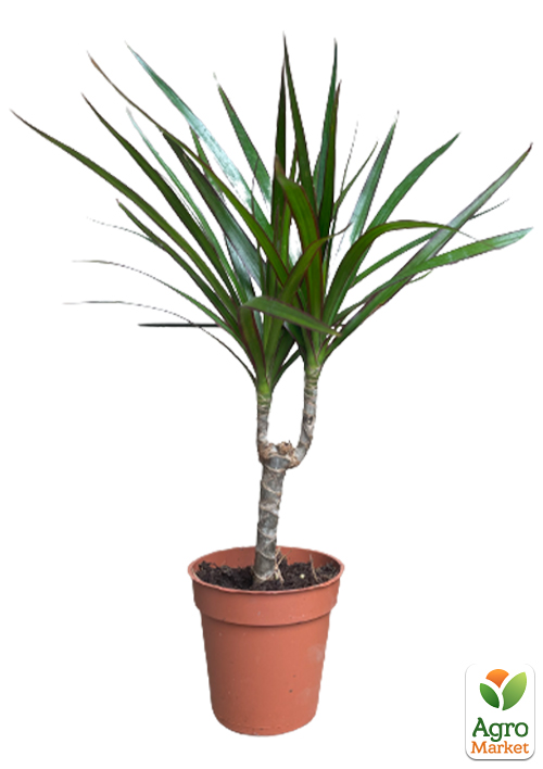 Драцена "Marginata" - фото 4