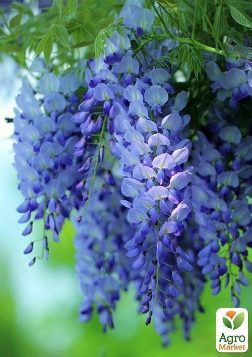 Глициния синяя “Аватар” (Avatar)
