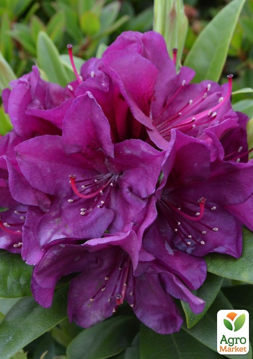 Рододендрон гібридний "Поларнайт" (Pollarnight) - фото 5