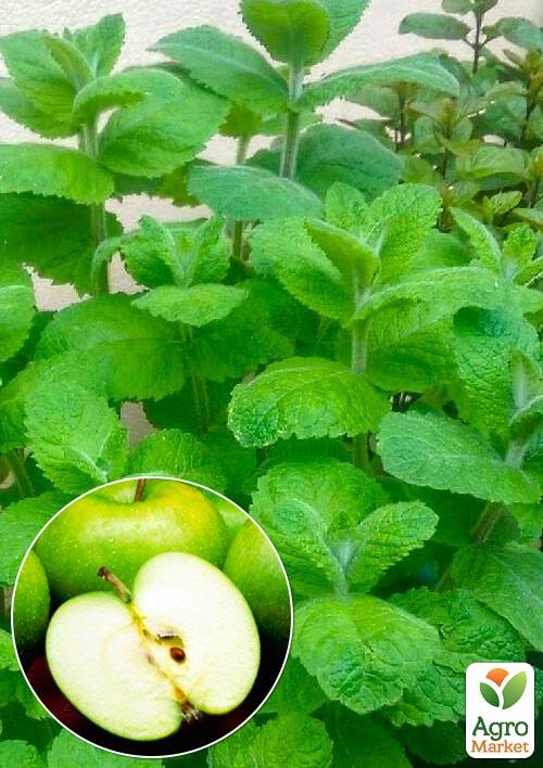 Мята Яблочная "Mentha Rotundifolia" (контейнер Р9)
