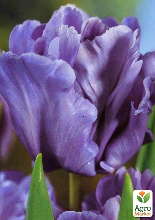 Тюльпан "Blue Parrot" (размер 10/11 , крупный) 3шт в упаковке