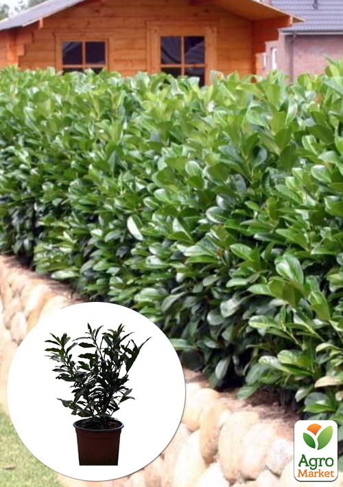 Лавровишня декоративная "Otto Supreme" вазон С4