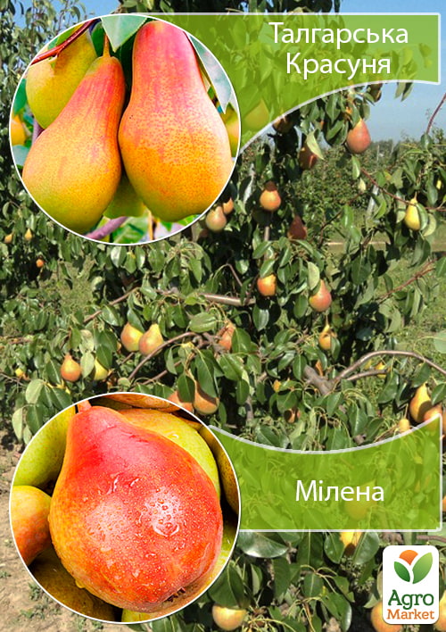 Дерево-сад Груша "Талгарська Красуня+Мілена"