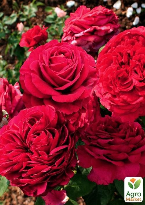 Троянда в контейнері флорибунда "La Rose des 4 Vents" (саджанець класу АА+)