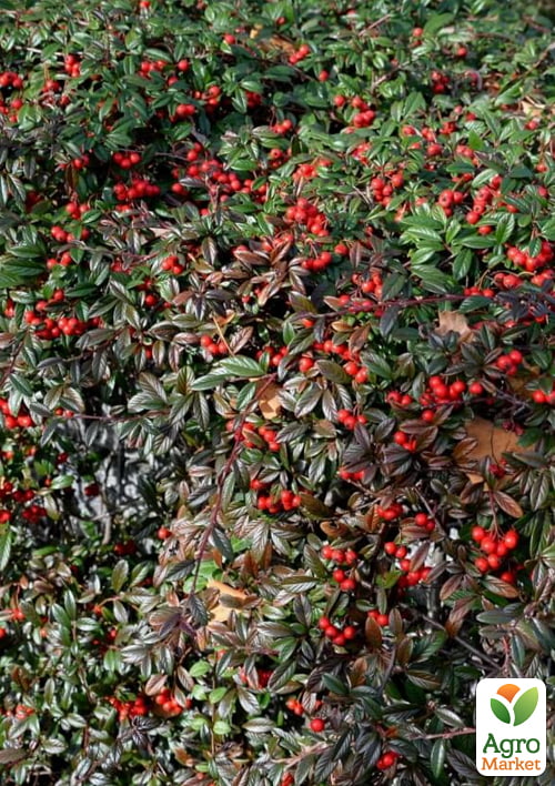 Кизильник иволистный "Parkteppich", С2 - фото 2