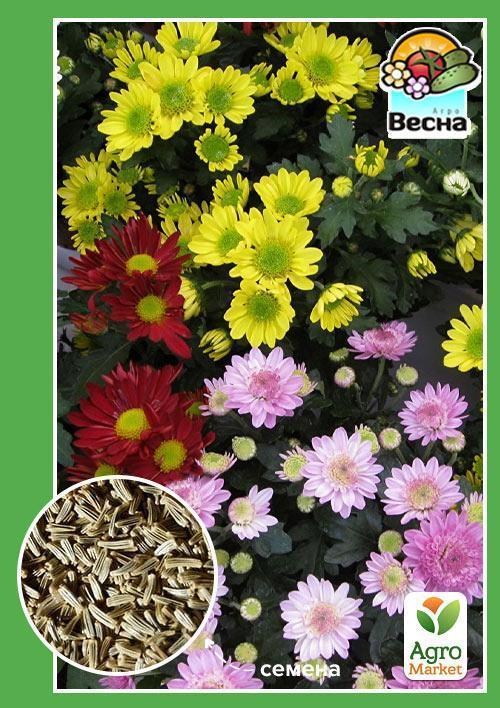 Хризантема ТМ "Весна" 0.1г
