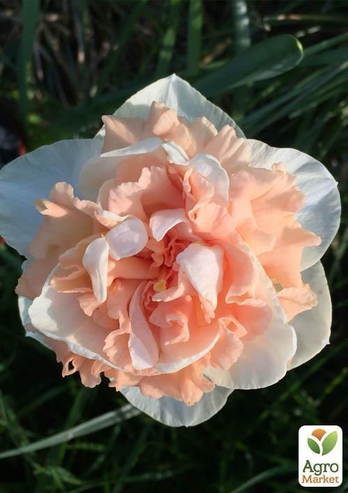 Нарцис "Flower Surprise"