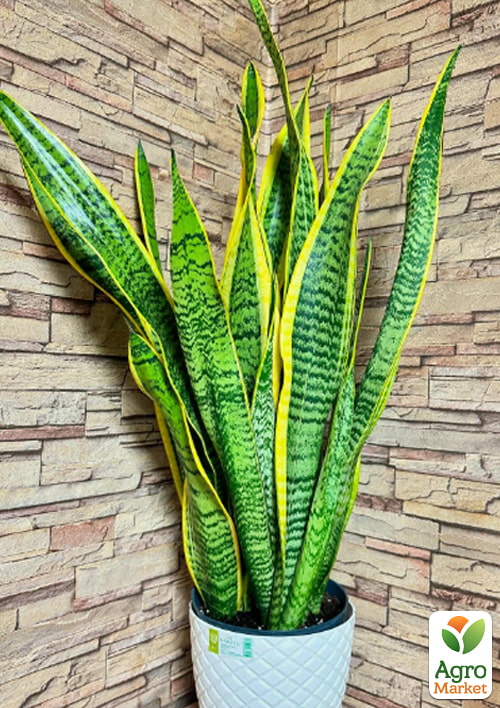 LMTD Сансевієрія "Laurentii" (p12 висота рослини 30-40см) - фото 6