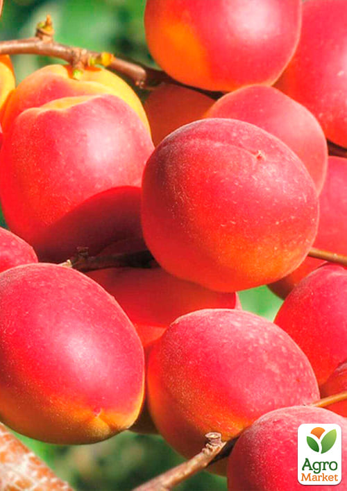 Абрикос "Эрли Блаш" (летний сорт, раннеспелый срок созревания) - фото 4