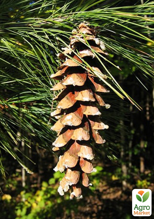 LMTD Сосна Веймутова "Strobus" (висота 30-50см) - фото 7