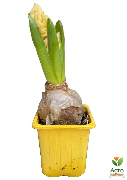 Гиацинт "City Of Haarlem" (Нидерланды) - фото 6