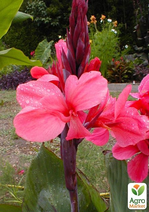 Канна "Saladin" - фото 3