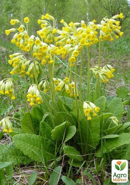 Примула (первоцвіт), трава 100г