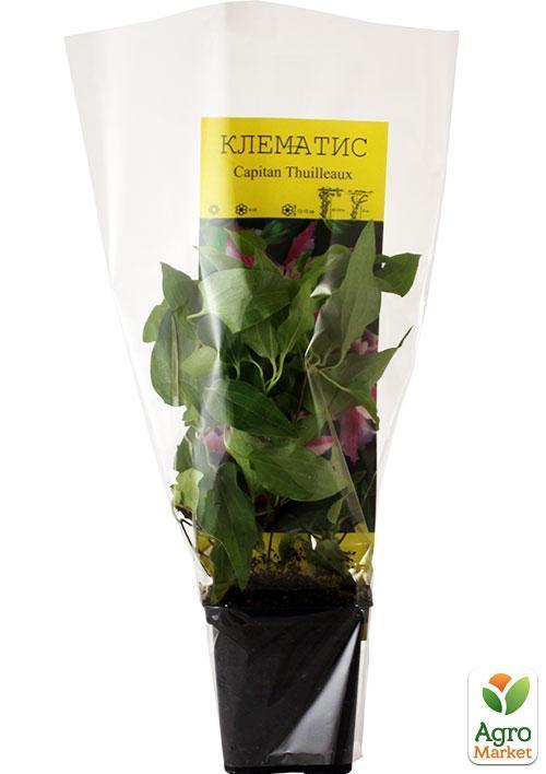 Клематис "Capitaine Thuilleaux" - фото 6