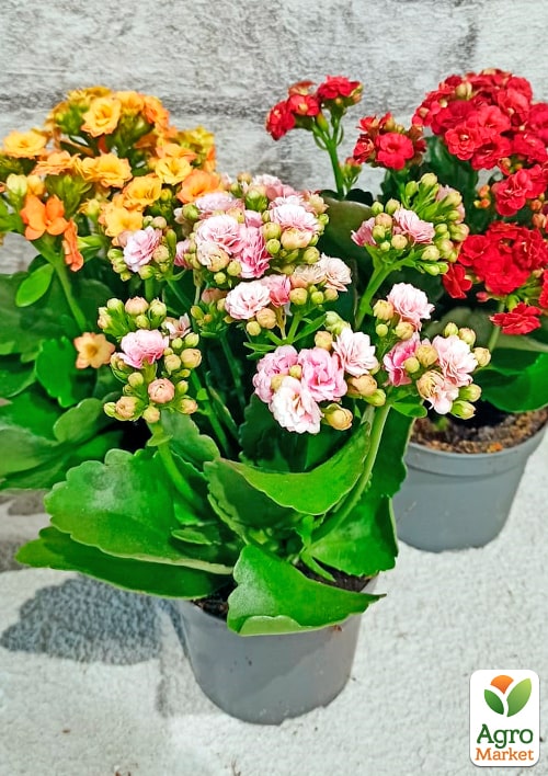 Каланхоэ Блоссфельда "MIX" Уценка" (Kalanchoe Blossfeldiana) (Нидерланды) - фото 3