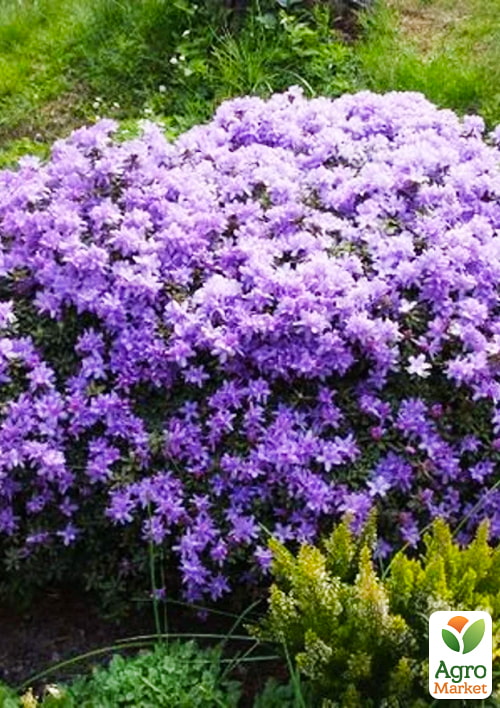 LMTD Рододендрон квітучий 2-х річний "Impeditum" (висота 20см) - фото 5