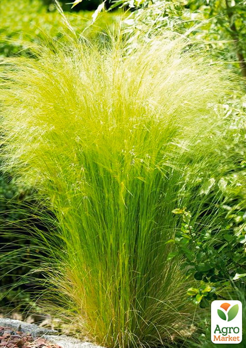 Ковыль Пушистый (Stipa) - фото 5