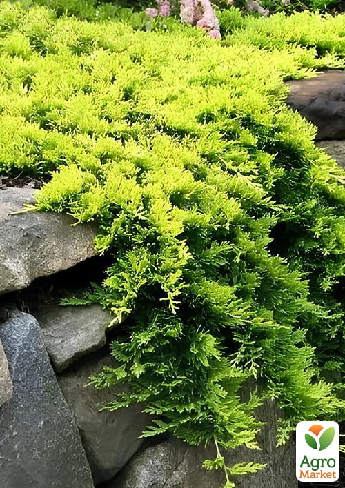 Можжевельник горизонтальный "Golden Carpet" C2, диаметр 20-25см