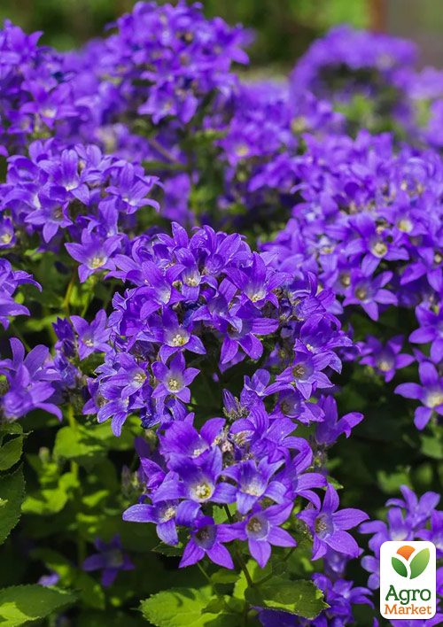 Дзвіночок скучений "Bellefleur Violet" (морозостійкий, рясно квітучий багаторічник)
