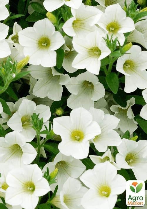 Сурфінія "Trable White" (контейнер № 10, висота 10-15 см)