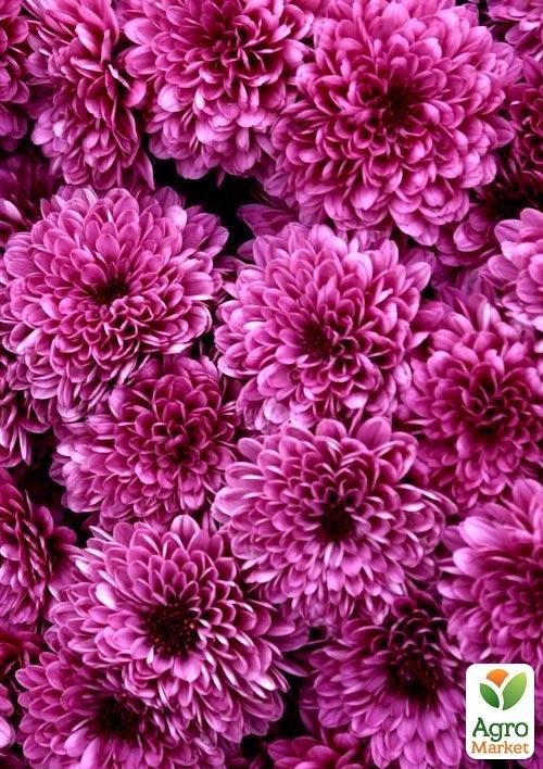 Хризантема кустовая срезочная "Macaron"