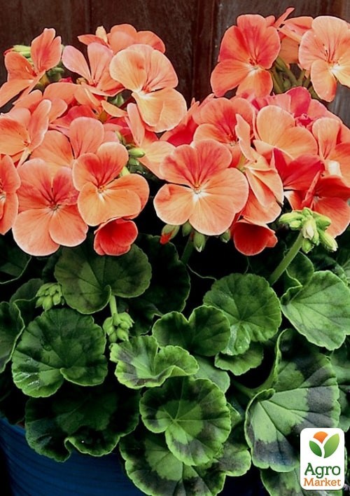 Пеларгонія зональна "Люстра Салмон" ТМ "Vesna Exclusive" 5шт - фото 2