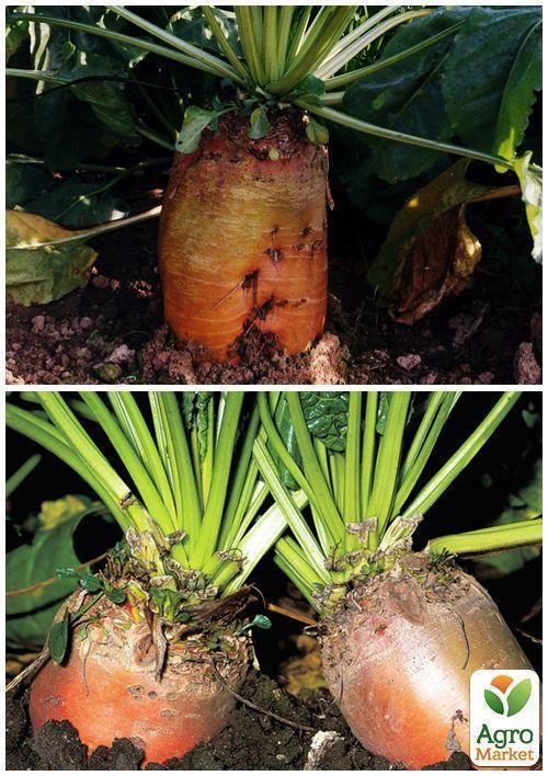 На развес Свекла кормовая "Эккендорфская желтая" ТМ "Весна" цена за 15г - фото 4