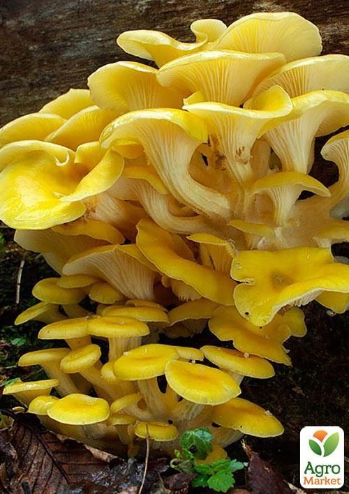 Сухой зерновой мицелий "Вешенка золотая" 100г