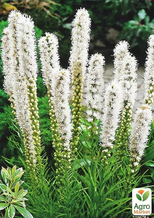 Лиатрис "White" 