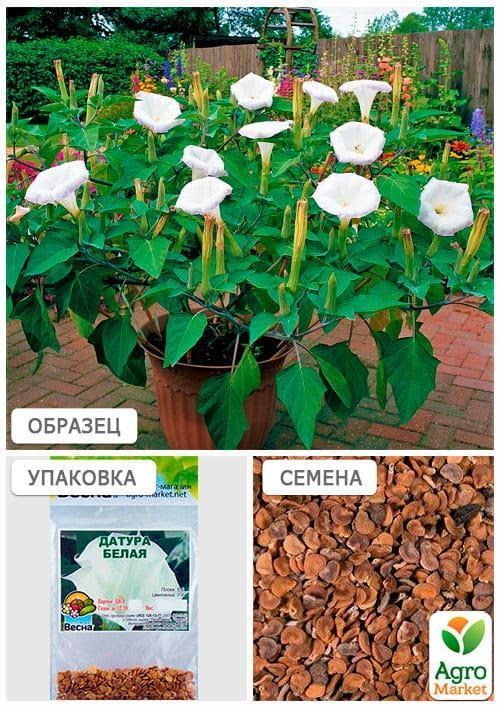 Датура "Белая" (Зипер) ТМ "Весна" 2г - фото 2