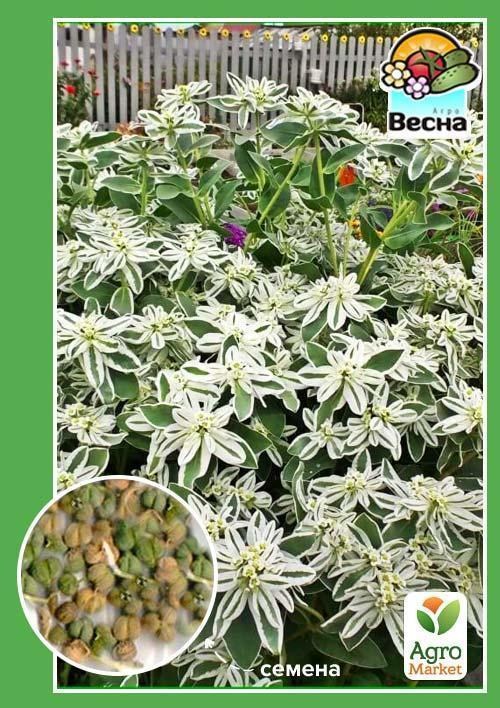 Молочай "Богатая невеста" ТМ "Весна" 0.3г