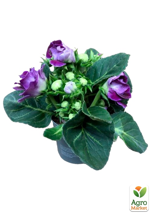 Глоксиния "Sonata Lila" высота 20см - фото 5