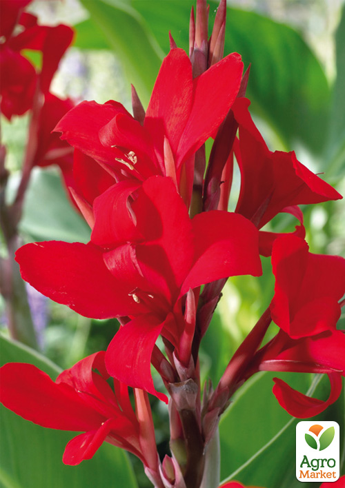 Канна "Красный Супергигант" 1шт в упаковке