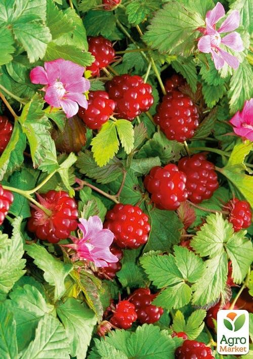 Княженіка садова "Astra" (дивовижний смак з нотками ананаса)