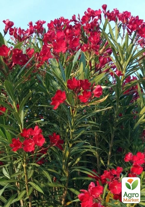 Олеандр 2-х летний "Hardy Red" (высота 40-60см) - фото 2