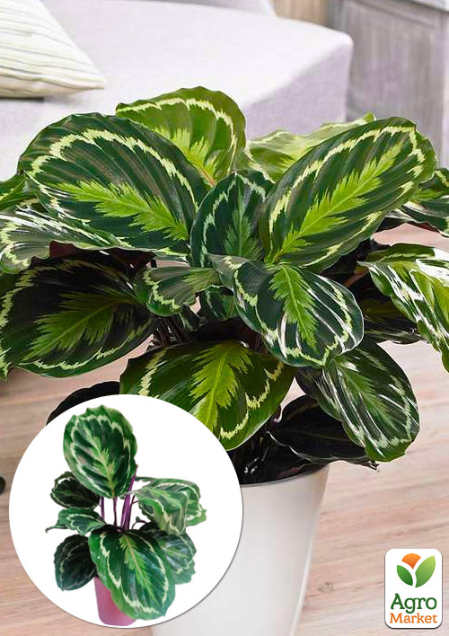 Калатея "Medallion"