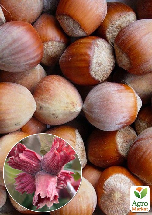 Фундук краснолистный "Ред Маджестик" укорененный в контейнере (саженец 2 года)