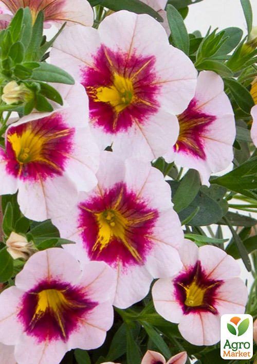 Калібрахоа PortuCal "Trailing Purple Eye"